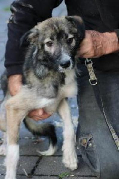 Ava - verschmust u. kinderlieb