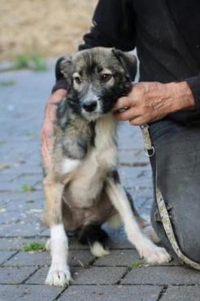 Ava - verschmust u. kinderlieb