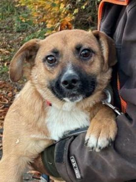 Chilly - verspielter Jungrüde