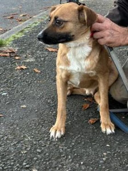 Chilly - verspielter Jungrüde