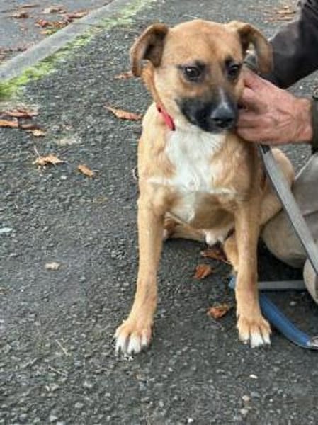 Chilly - verspielter Jungrüde