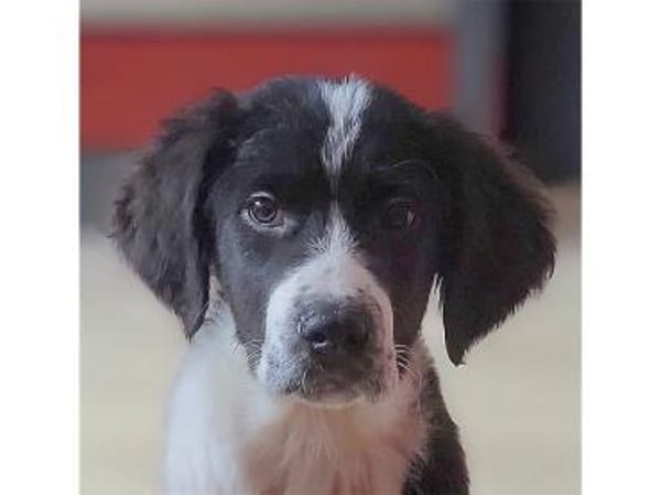 Rosalina - wartet in 76437 Rastatt