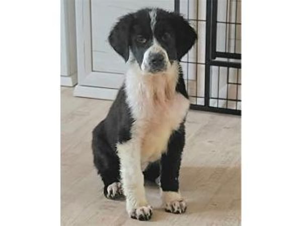 Rosalina - wartet in 76437 Rastatt