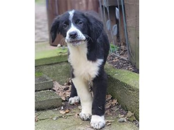 Rosalina - wartet in 76437 Rastatt