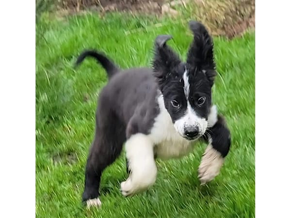 Rosalina - wartet in 76437 Rastatt