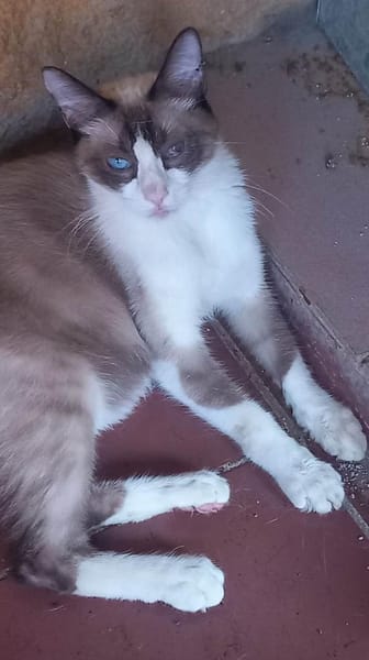 Mapache (und Duke) bei München (ALM)