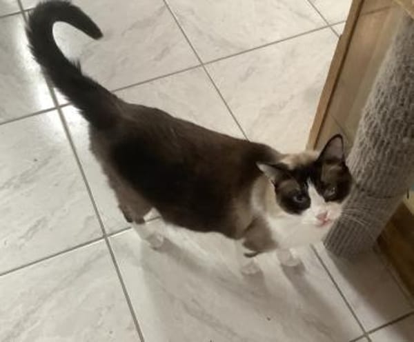 Mapache (und Duke) bei München (ALM)