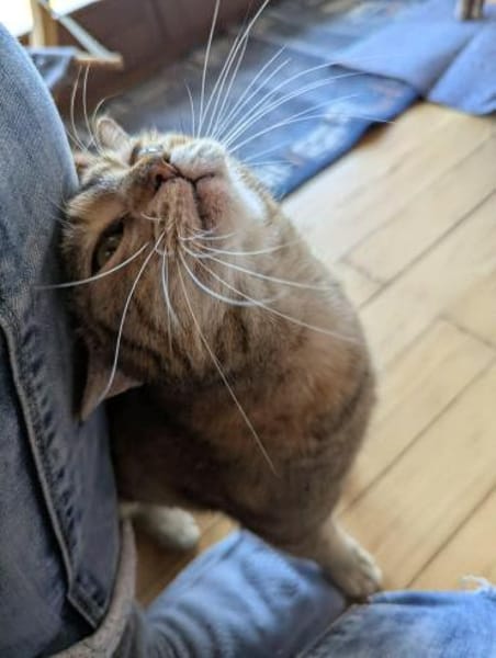 Mia und Olimba wollen zusammen bleiben