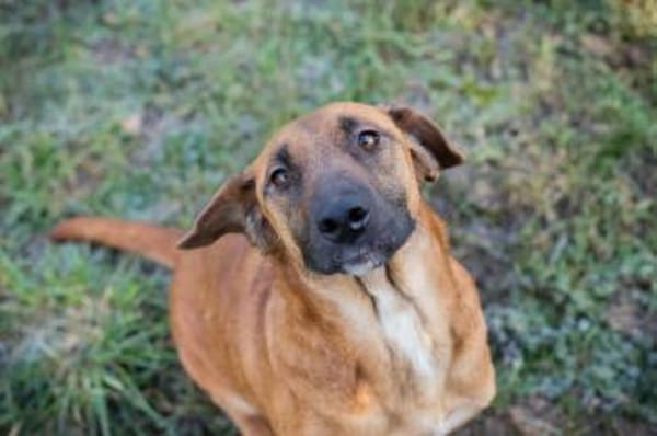 Sanfte Hazel sucht ihre Herzensmenschen