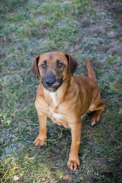 Sanfte Hazel sucht ihre Herzensmenschen