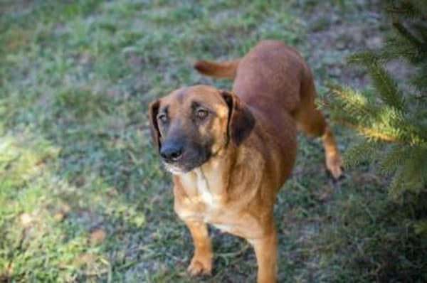 Sanfte Hazel sucht ihre Herzensmenschen