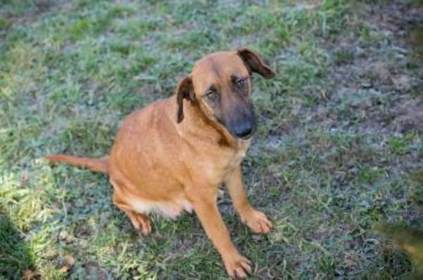 Sanfte Hazel sucht ihre Herzensmenschen