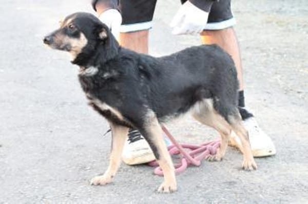 Leotie - kinderlieb u. verspielt