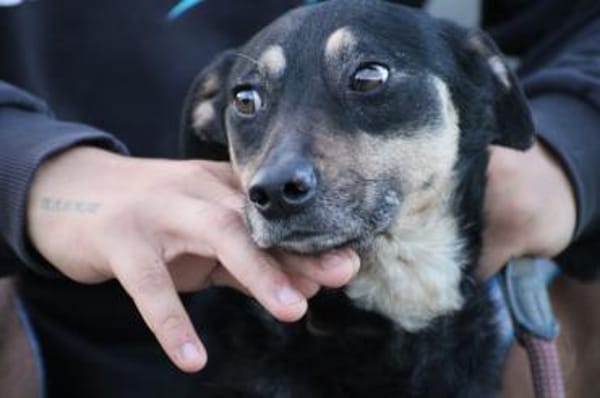 Leotie - kinderlieb u. verspielt