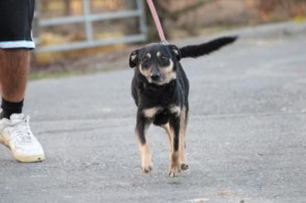 Leotie - kinderlieb u. verspielt