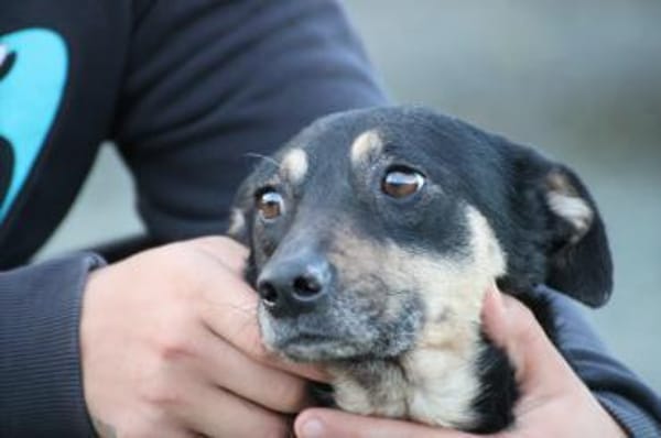 Leotie - kinderlieb u. verspielt