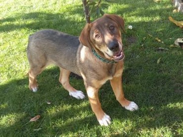 Charlie - großer Herzensbrecher