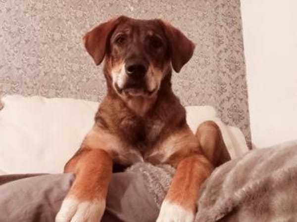 Charlie - großer Herzensbrecher