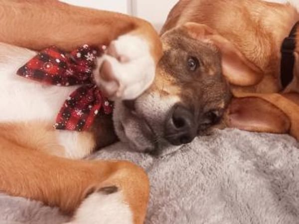 Charlie - großer Herzensbrecher