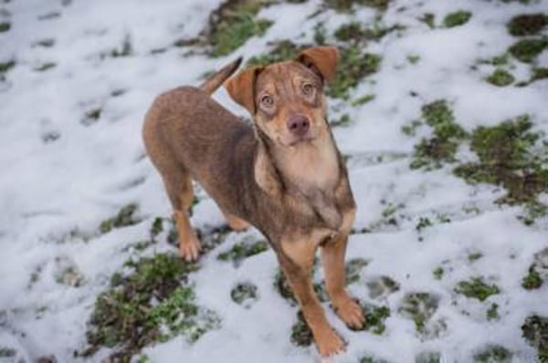 Merle-Junge Lebensfreude auf 4 Pfoten