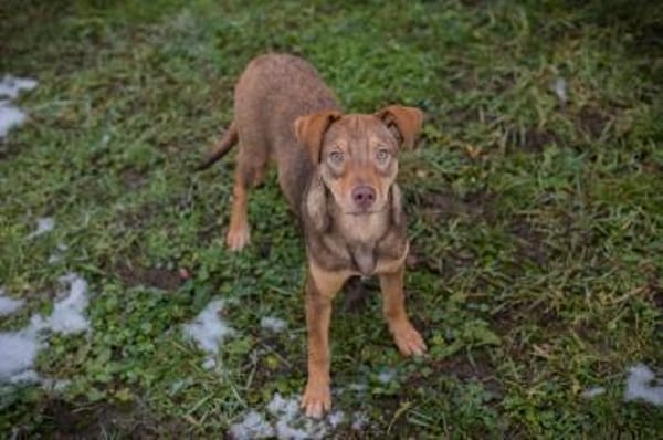 Merle-Junge Lebensfreude auf 4 Pfoten