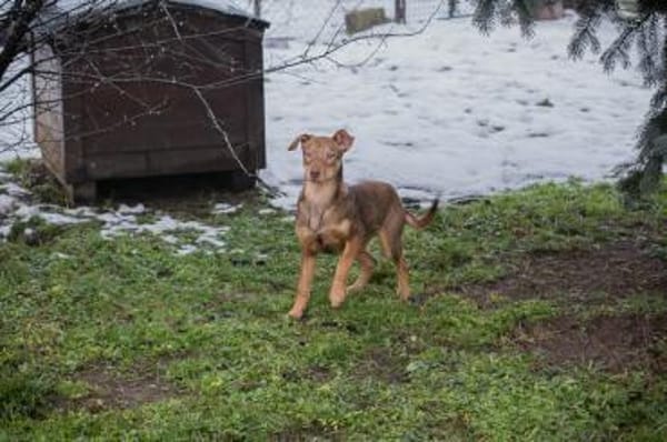 Merle-Junge Lebensfreude auf 4 Pfoten