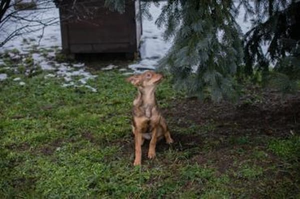Merle-Junge Lebensfreude auf 4 Pfoten
