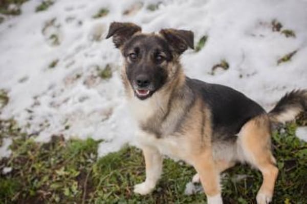 Suki - kluge Herzenshündin sucht Dich