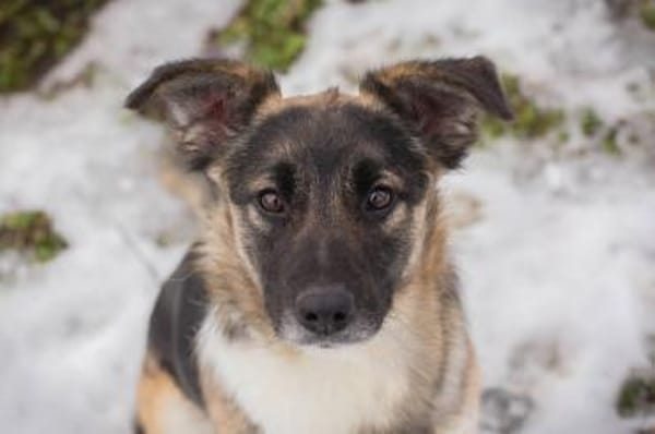 Suki - kluge Herzenshündin sucht Dich