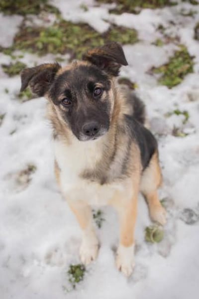 Suki - kluge Herzenshündin sucht Dich