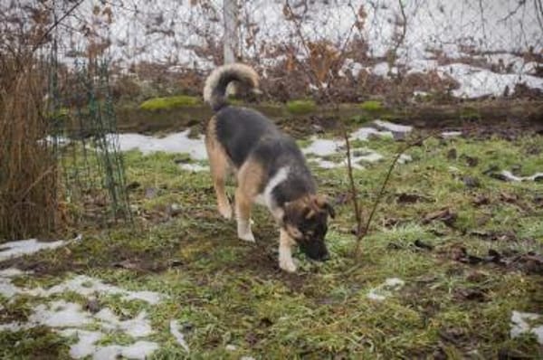 Suki - kluge Herzenshündin sucht Dich