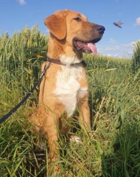 HSH-Mix-Lady♥Suvi♥63911 Klingenberg/Main