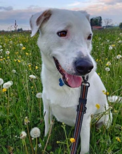 Labi-Boxer ♥SNOW♥ 80993 München