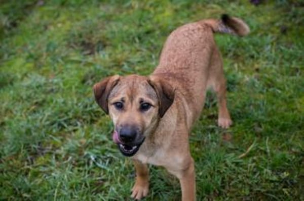 Treue Seele Nova mit strahlendem Wesen