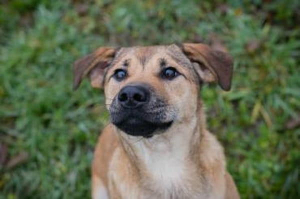 Treue Seele Nova mit strahlendem Wesen