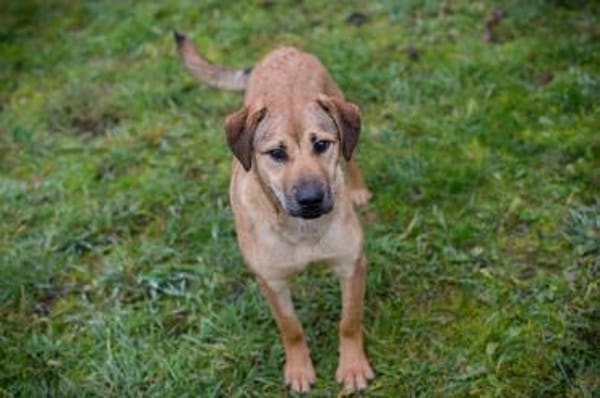 Treue Seele Nova mit strahlendem Wesen