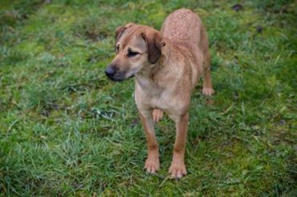 Treue Seele Nova mit strahlendem Wesen