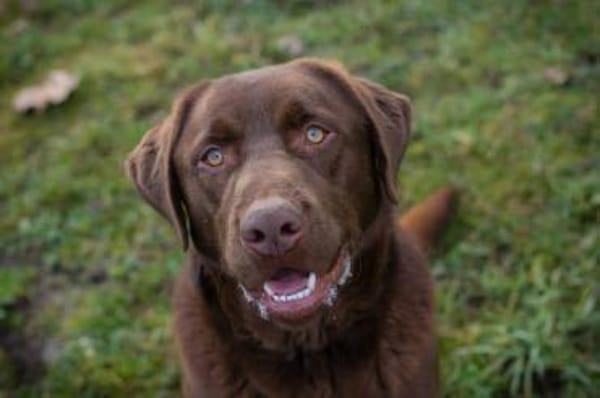 Labradorbub Chester sucht seine Menschen