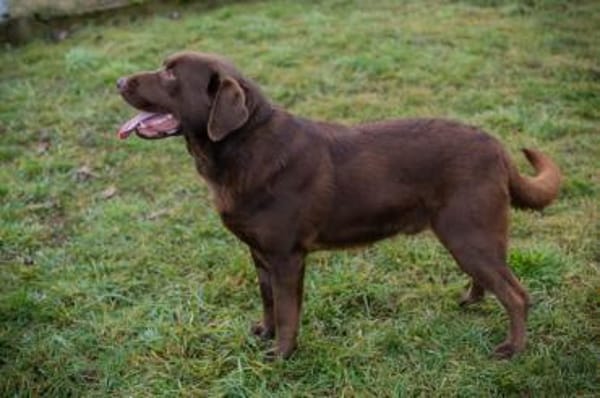 Labradorbub Chester sucht seine Menschen