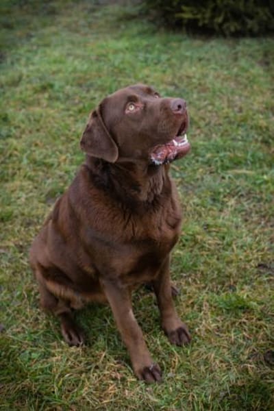 Labradorbub Chester sucht seine Menschen