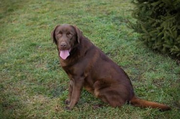 Labradorbub Chester sucht seine Menschen