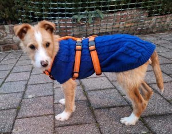 Welpenjunge Klim1 sucht ein Zuhause