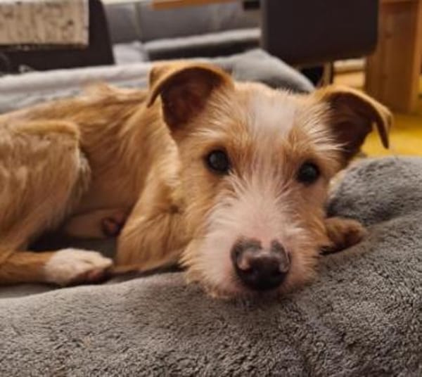 Welpenjunge Klim1 sucht ein Zuhause