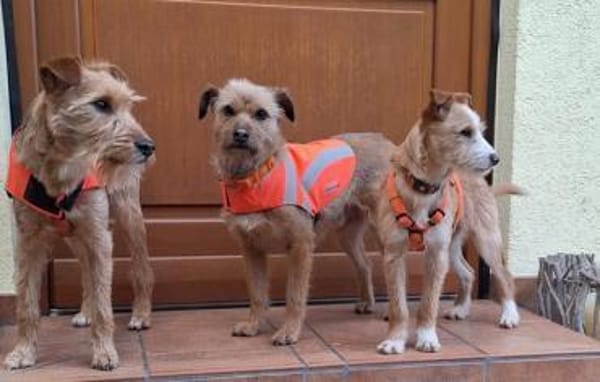 Welpenjunge Klim1 sucht ein Zuhause