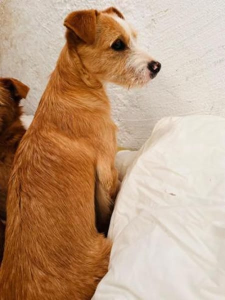 Welpenjunge Klim1 sucht ein Zuhause