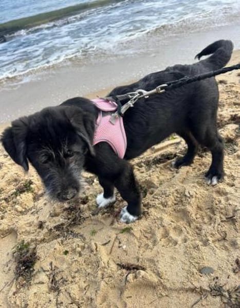 Blake ein toller Welpe