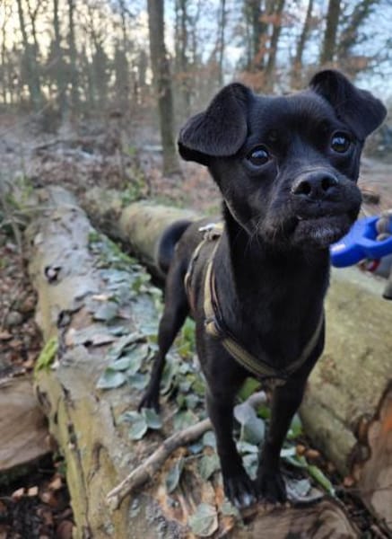 Moricz 11 Monate liebevoller Mischling