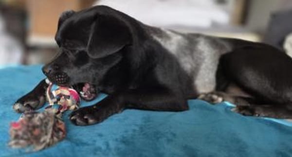 Moricz 11 Monate liebevoller Mischling