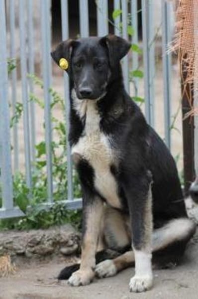 Filly - hübsche Hündin