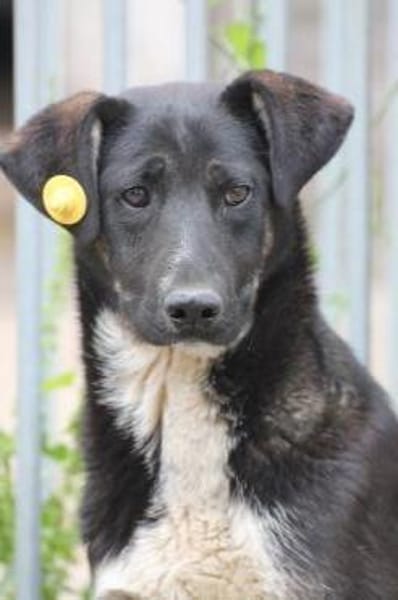 Filly - hübsche Hündin